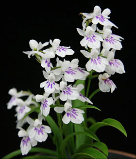 2008年7月例会入賞花画像