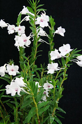 2009年8月例会入賞花画像