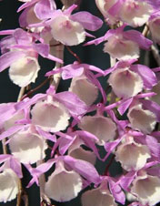 2012年3月例会入賞花画像