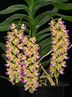 2012年5月例会入賞花画像