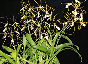 2012年5月例会入賞花画像