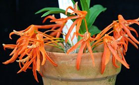 2012年5月例会入賞花画像