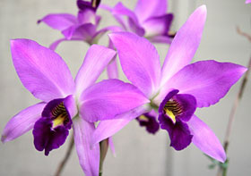 2012年5月例会入賞花画像