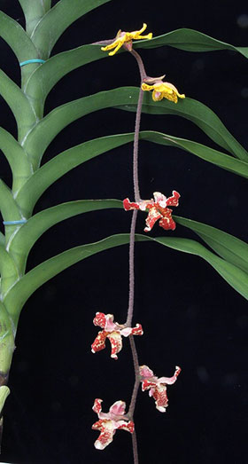 2015年6月例会入賞花画像