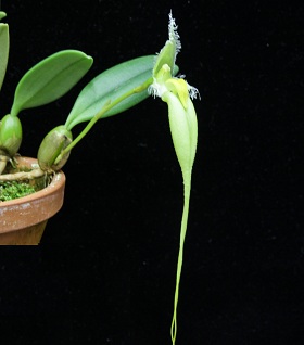 2018年11月例会入賞花画像