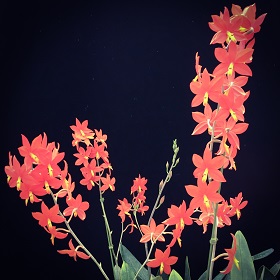 2022年11月例会入賞花画像