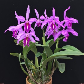 2022年11月例会入賞花画像