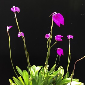 2022年11月例会入賞花画像