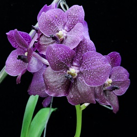 2023年6月例会入賞花画像