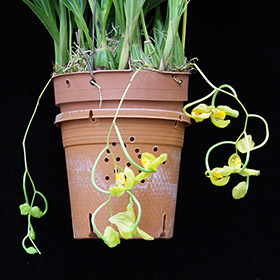 2024年9月例会入賞花画像