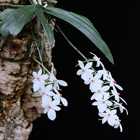 2024年11月例会入賞花画像