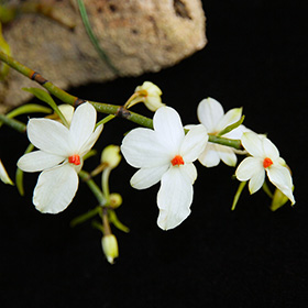 2024年11月例会入賞花画像