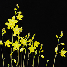 2024年12月例会入賞花画像