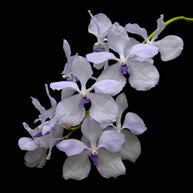 2024年12月例会入賞花画像