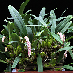 2024年12月例会入賞花画像