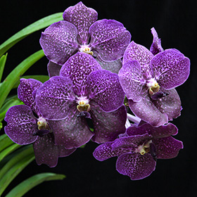 2024年12月例会入賞花画像