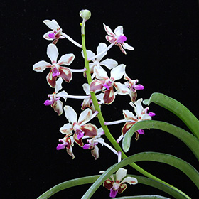 2025年1月例会入賞花画像