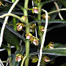 2025年1月例会入賞花画像