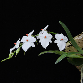 2025年1月例会入賞花画像