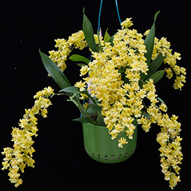 2025年1月例会入賞花画像