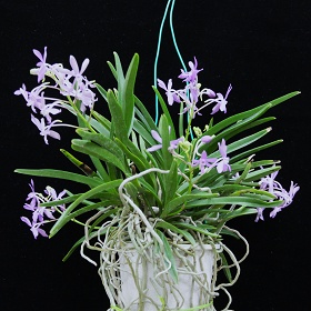 2025年1月例会入賞花画像