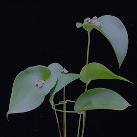 2025年2月例会入賞花画像