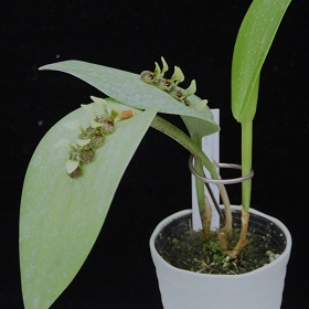 2025年2月例会入賞花画像