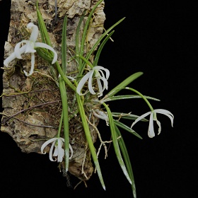 2025年2月例会入賞花画像