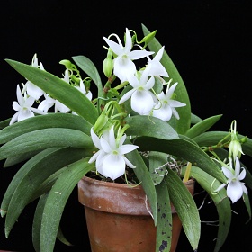 2025年3月例会入賞花画像