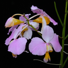 2025年4月例会入賞花画像