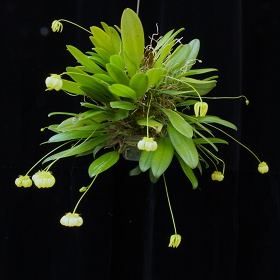 2025年3月例会入賞花画像