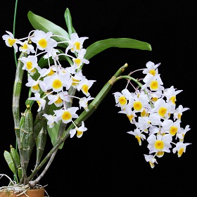 2025年4月例会入賞花画像