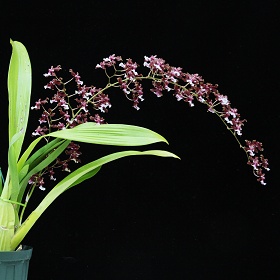 2025年5月例会入賞花画像