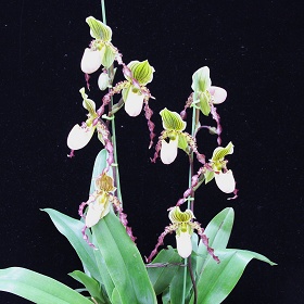 2025年6月例会入賞花画像