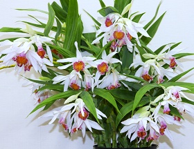 2025年7月例会入賞花画像