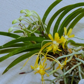 2025年8月例会入賞花画像