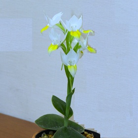 2025年9月例会入賞花画像