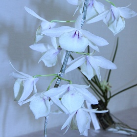 2025年9月例会入賞花画像