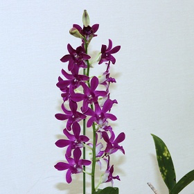 2025年9月例会入賞花画像