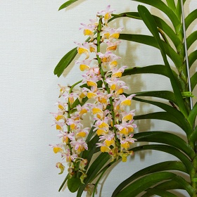 2025年9月例会入賞花画像