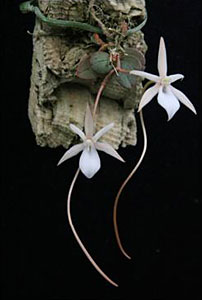 小型の注目株2 Aergs.punctata