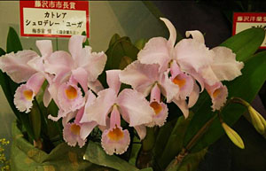 藤沢市市長賞 カトレヤ