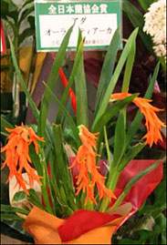 全日本蘭友会賞 アダ
