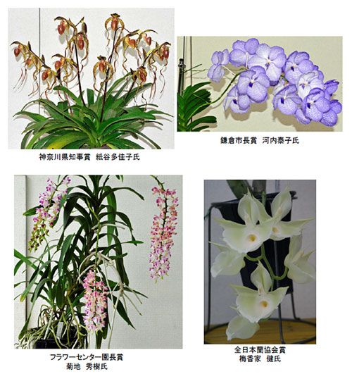 大船フラワーセンター秋のらん展2013 入賞花