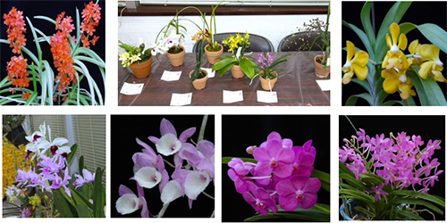 5・6月例会報告